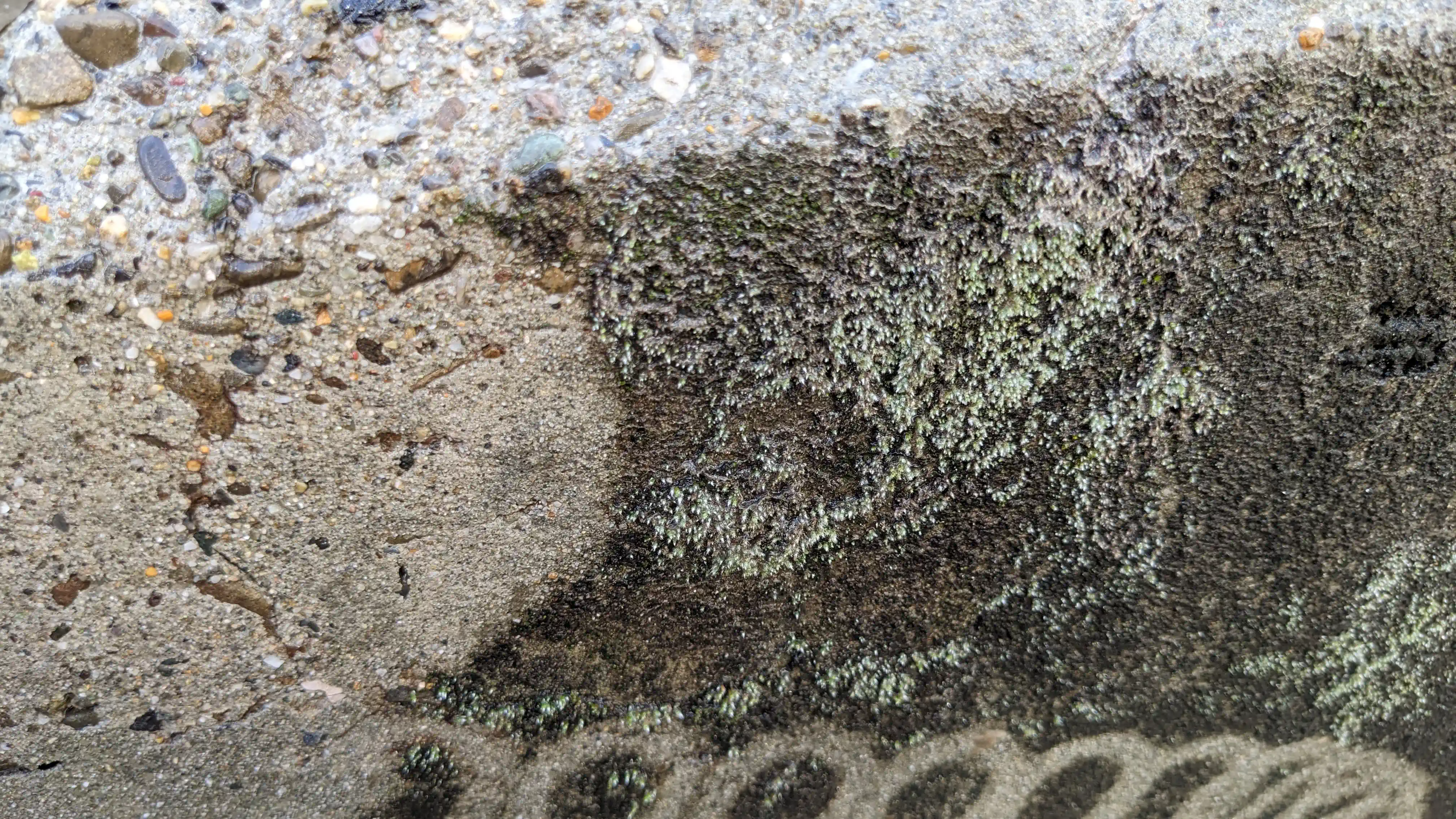Closeup of moss removal from concrete wall during pressure washing